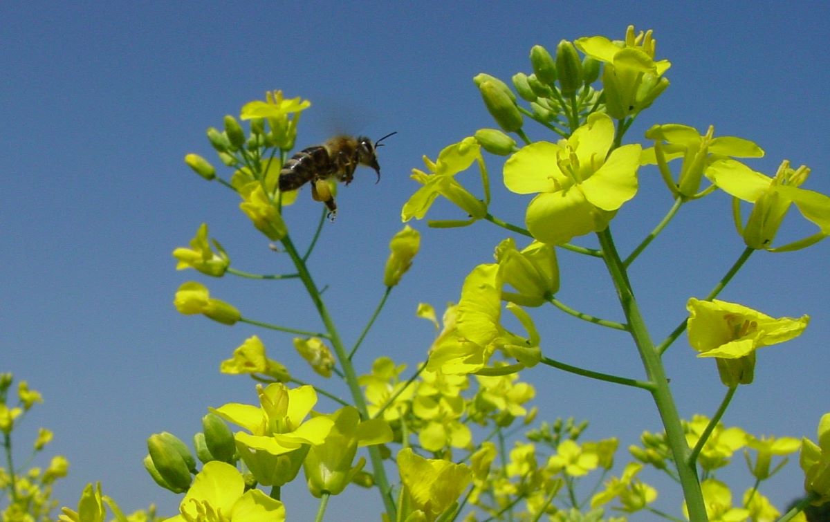 Zabiegi insektycydowe w rzepaku powinniśmy wykonywać w godzinach po oblocie pszczół, najlepiej wieczornych lub nocą i informować o takim zamiarze okolicznych pszczelarzy