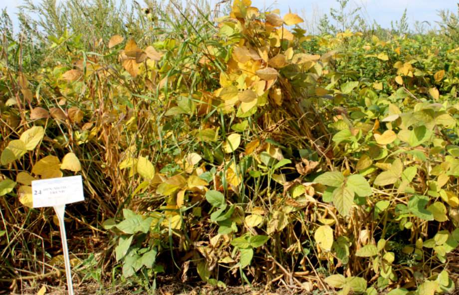 Jeszcze kilka lat temu potencjalnych plantatorów soi zniechęcał brak zarejestrowanych herbicydów do jej odchwaszczania. Teraz nie ma już z tym problemu. Zadbana plantacja nie powinna przypominać tej zachwaszczonej na zdjęciu. Rejestrację w soi ma obecnie ok. 40 herbicydów