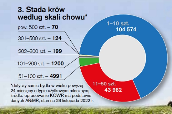 stada krów