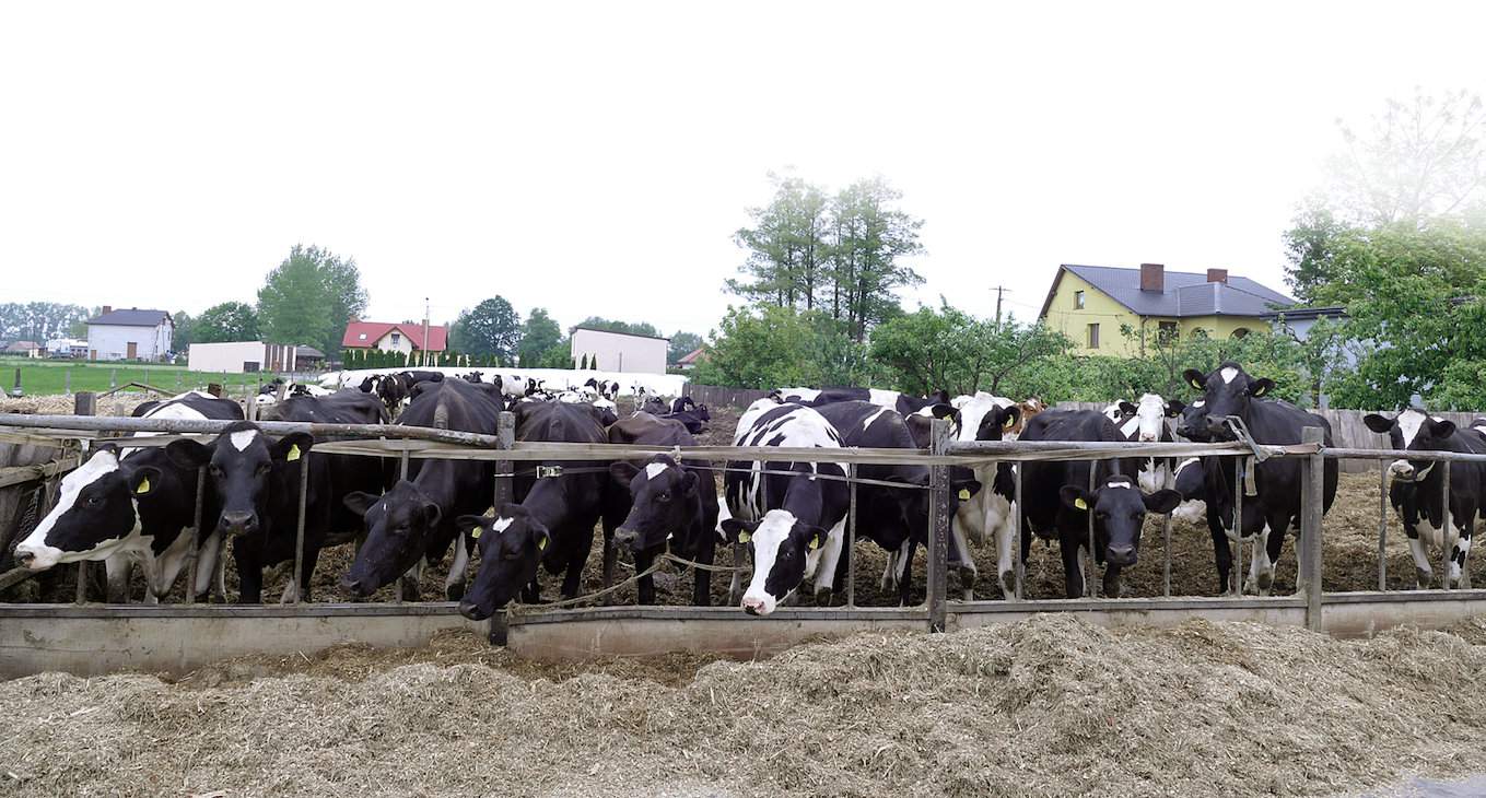 Stado – jak zapewniali nas hodowcy – praktycznie cały rok przebywa na okólniku, na który raz do roku wysypywany jest świeży drobny piasek