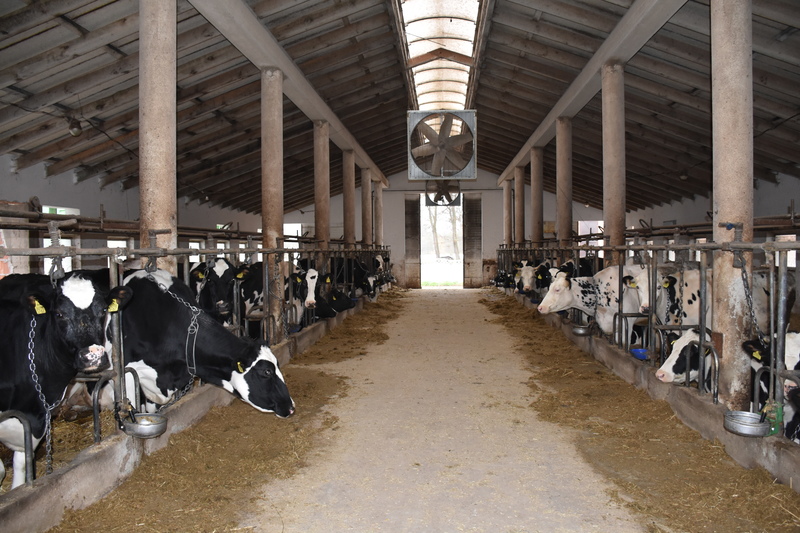 Stół paszowy w oborze uwięziowej, która została poddana rozbudowie i modernizacji na system wolnostanowiskowy, ma szerokość 5 m