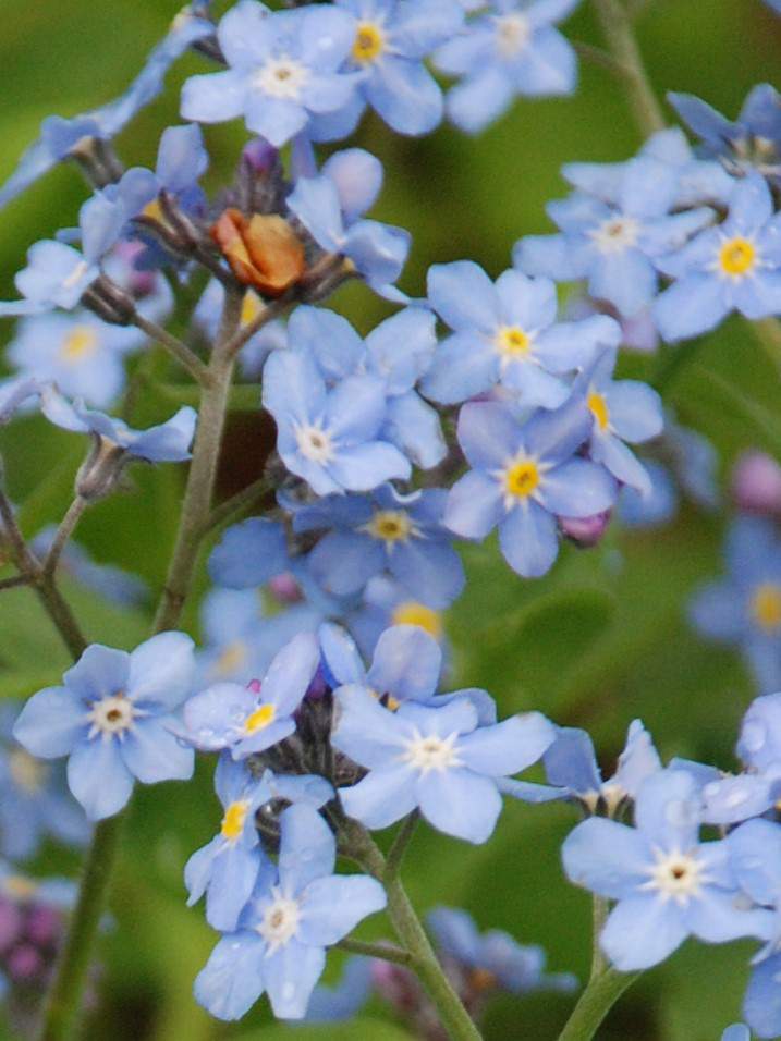 niezapominajka leśna Myosotis sylvatica Ehrh. Ex Hoffm.