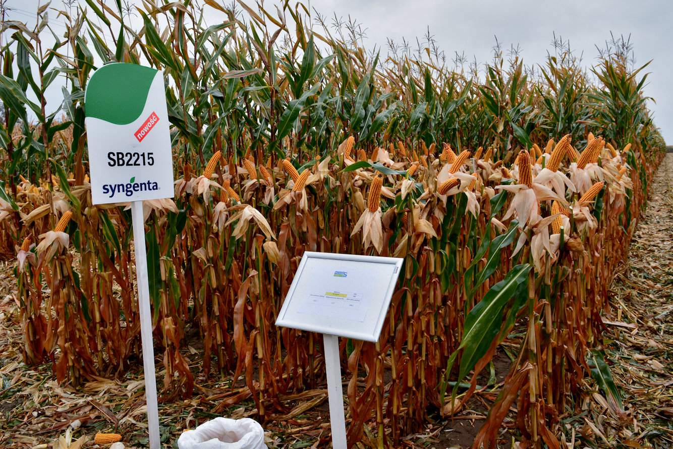 Syngenta przez wiele lat kojarzona była z hodowlą odmian z ziarnem flint. To zmieniło się na polskim rynku mniej więcej w roku 2017, kiedy na Polach Klasy  S, również w Cykowie, firma zaprezentowała denta nowej puli genetycznej pod kodową nazwą SB 2215. Teraz wiemy, że była to odmiana SY Impulse o FAO 260. Ta nowość pokazywana w 2017 r. miała potencjał plonowania o 4 t/ha wyższy od całkiem niezłego denta starszej puli genetycznej, czyli SY Fenomen