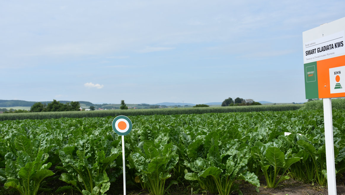 System zwalczania chwastów w burakach cukrowych Conviso Smart składa się z dwóch składników: herbicydu Conviso One zawierającego dwie substancje czynne z grupy inhibitorów ALS (foramsulfuron i tienkarbazon metylu) oraz z nasion Smart KWS, tj. odmian buraka cukrowego tolerancyjnych na herbicyd Conviso One. Na zdjęciu jedna z najnowszych odmian Smart – Gladiata KWS z tolerancją na chwościka buraka i rizomanię