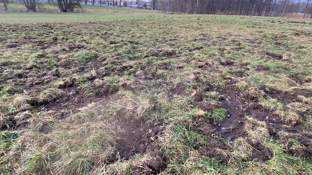 Mokra jesień i bezśnieżna zima sprawiają, że straty wyrządzone przez dziki na użytkach zielonych są potężne. Taka łąka nadaje się tylko do zaorania i założenia na nowo – koło łowieckie musi za to zapłacić.