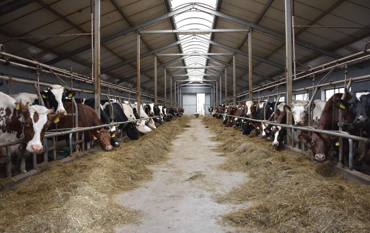 Obora jest w systemie bezściołowym, gdyż rolnicy nie uprawiają zbóż. Krowy leżą na matach legowiskowych, a odchody przez ruszta metalowe trafiają do podziemnego zbiornika na gnojowicę o pojemności 1 mln litrów. Sławomir Przytuła szacuje, że gdyby ścielił słomą, to jej roczny koszt zakupu wyniósłby nawet 50 tys. zł