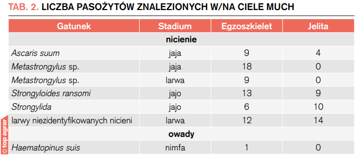 Liczba pasożytów znalezionych w/na ciele much