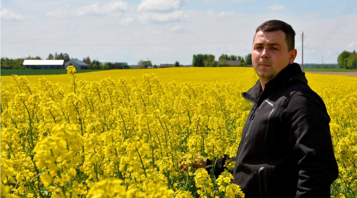 Rzepaki na plantacji w Czermnie wyglądają obiecująco