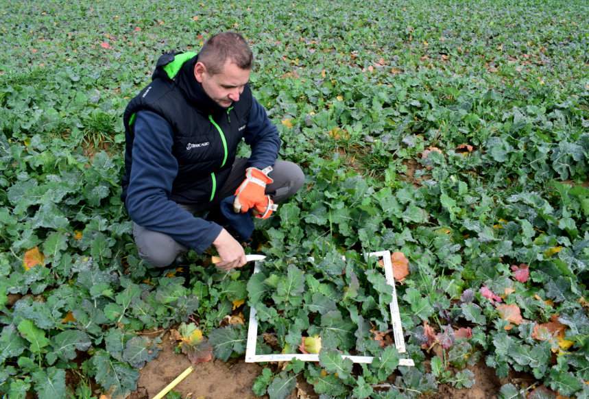 Ocenę plantacji rzepaku trzeba rozpocząć od ustalenia obsady roślin. W czasie wspólnej lustracji średnią zliczył współpracujący z gospodarstwem Jarosław Gołębiewski w Timac Agro Polska i wyniosła ona 36 roślin/m