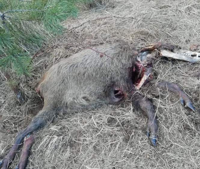 Na dowód, że przeszukiwania lasów wciąż są na niewystarczającym poziomie, rolnicy przedstawiają liczne zdjęcia szczątków dzików zrobione w ciągu ostatnich tygodni