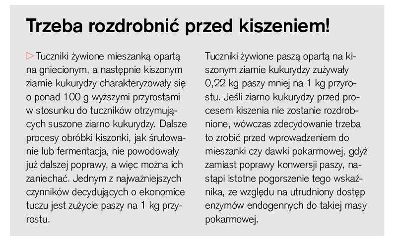 Ziarno kukurydzy trzeba rozdrobnić przed kiszeniem RAMKA