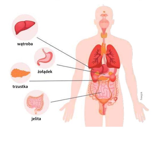 rzustka to ten przypominający kiełbaskę narząd znajdujący się pod wątrobą. Cierpi, kiedy  jej soki zbyt szybko są aktywne. My mamy na to ogromny wpływ