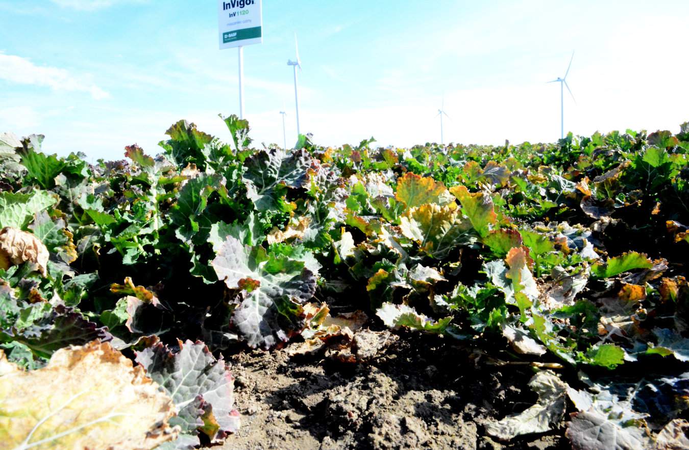 Na plantacjach bardzo dobrych, a aktualnie większość tak wygląda, regulowanie wzrostu standardowo jedną dawką powinniśmy przeprowadzić, kiedy rośliny osiągną wysokość ok. 15–20 cm. Plantacje przerzedzone i słabe powinniśmy skracać dawkami dzielonymi stosując pierwszą przy wysokości roślin ok. 10 cm