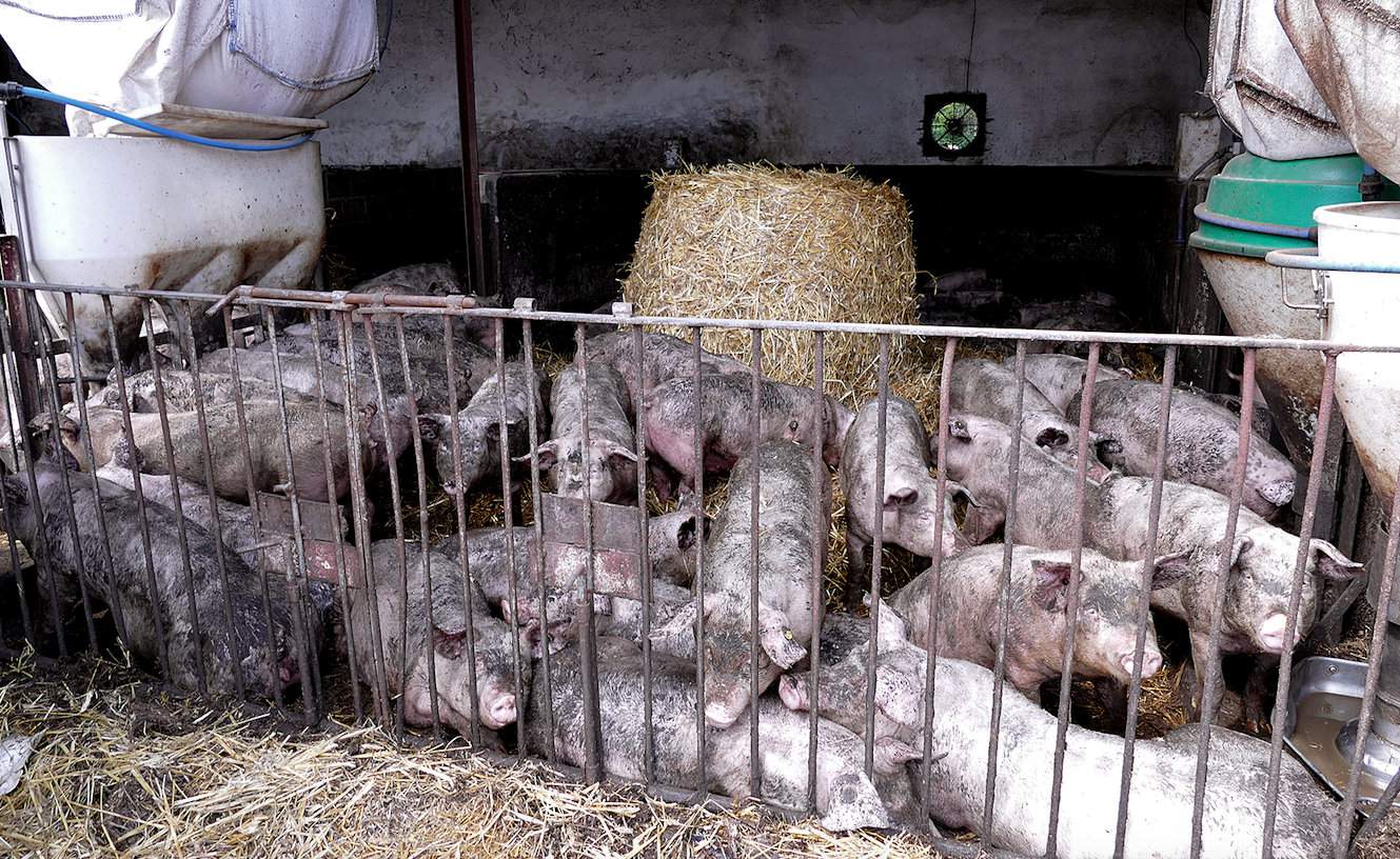 Tucz 500 sztuk trzody chlewnej, to drugi kierunek produkcji zwierzęcej prowadzonej w gospodarstwie