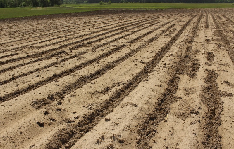 U Marka Wszeborowskiego niszczenie plantacji zaczęły żurawie, a dokończyły dziki