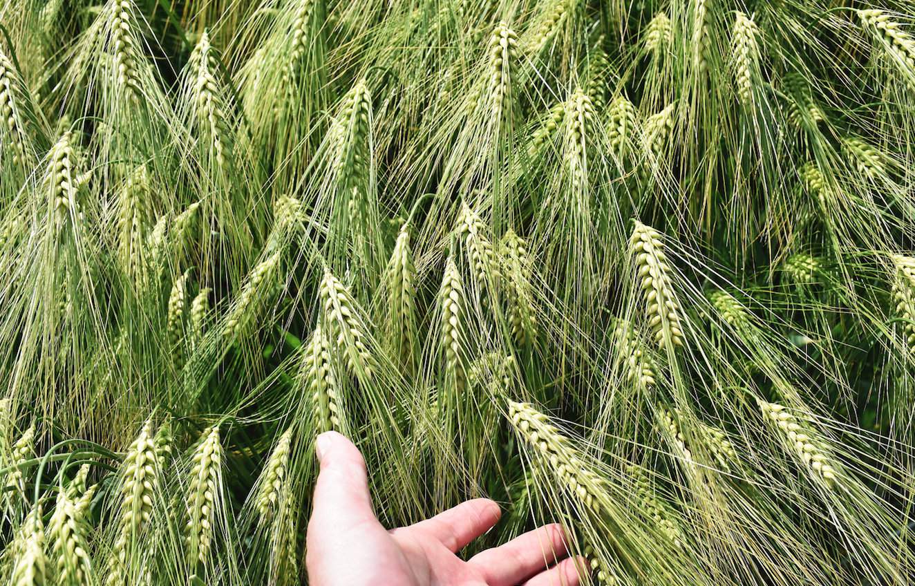 Agrotechnika, a przede wszystkim orka, przy dużym zachwaszczeniu odpornymi chwastami jednoliściennymi staje się najskuteczniejszą metodą ich zwalczania. Przy tym problemie warto rozważyć uprawę bardziej konkurencyjnego jęczmienia ozimego w miejsce pszenicy