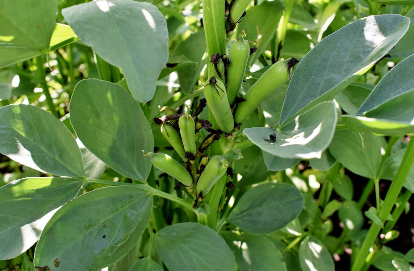 Kilka lat temu 50 ha bobiku było dużym areałem i takie plantacje zdarzały się rzadko. Dziś w Klastrze są gospodarstwa, które przeznaczają pod uprawę bobiku 200, a nawet 300 ha