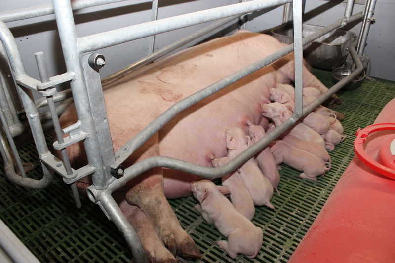 W celu zmniejszenia strat prosiąt w porodówkach nie stosuje się głodówki loch podczas wyproszenia i dba, aby były one dobrze odżywione, dzięki czemu porody są krótsze