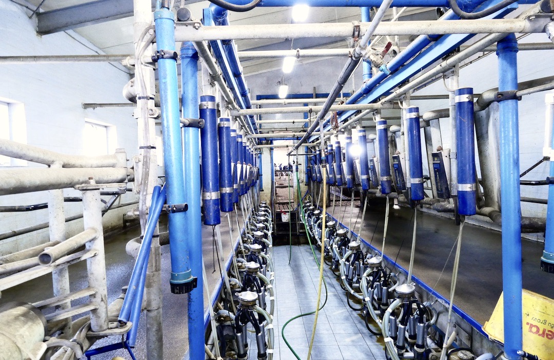 W hali udojowej DeLaval 2 x 10 aparaty podpinane są od tyłu zwierzęcia. Lepsze ustawienie krowy bliżej dojarza oraz indywidualne osłony gnojowe zapewniają bezpieczny i wygodny dój