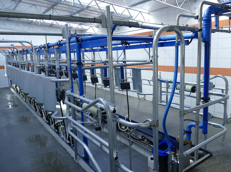W hali udojowej DeLaval HB50, 2 x 12, aparaty udojowe podpinane są od tyłu