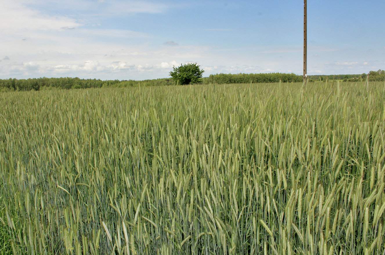 Rolnik na 30 ha uprawia żyto, ale tylko odmiany hybrydowe