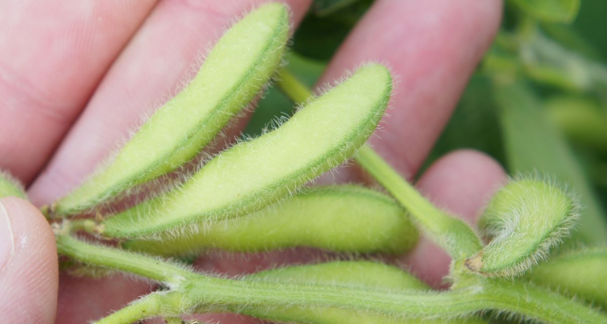 Warto doskonalić i popularyzować agrotechnikę uprawy soi. Potrzebne są  też badania i bodziec dla hodowców w kierunku prac nad odmianami o podwyższonej zawartości białka, zwiększenia zawartości metioniny, podniesienia wysokości osadzenia najniższego strąka, cech tolerancji na susze i upały