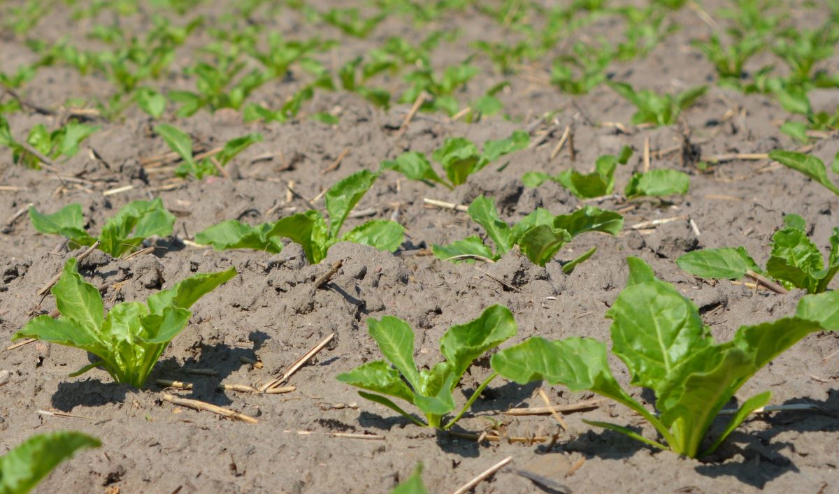 W przypadku gatunków ciepłolubnych (soja, sorgo), a także buraków cukrowych, kukurydzy i słonecznika termin siewu wyznacza określona dla tych gatunków minimalna temperatura gleby, a także wrażliwość na ewentualne przymrozki