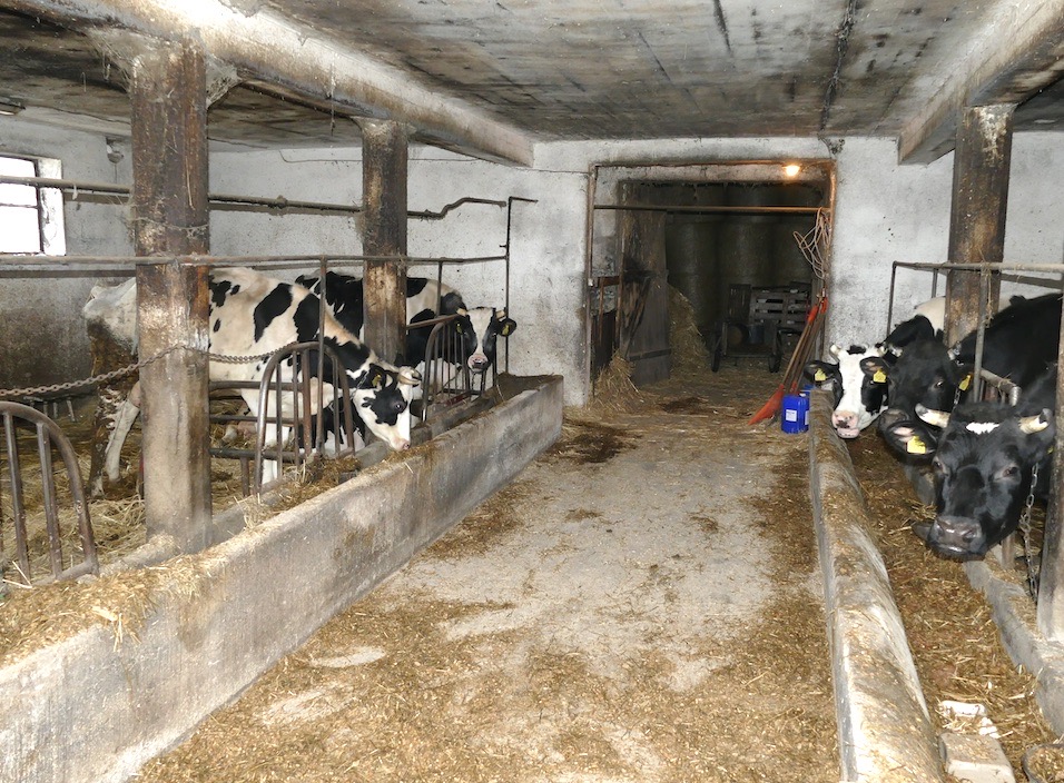 W tak wąskim korytarzu spacerowym małej obory, wysyp miksu z paszowozu może odbywać się tylko z tyłu