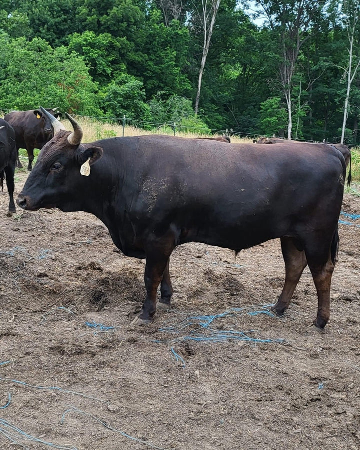 wagyu hiroshi ranch