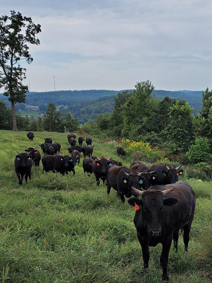 wagyu bydło hiroshi ranch