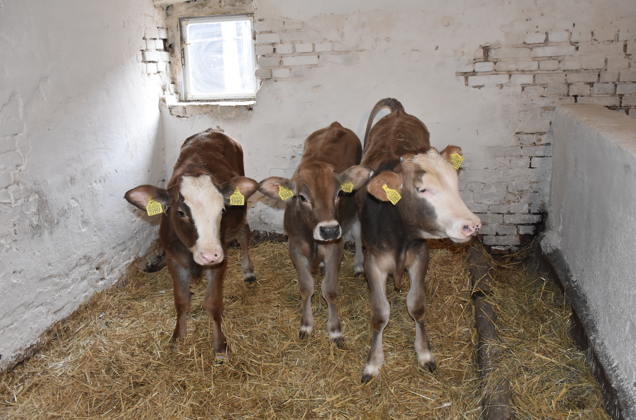 Trojaczki posiadające w swoim genotypie 75% rasy brown swiss