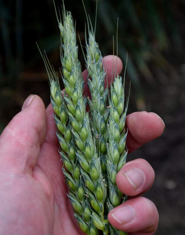 Zawartość glutenu kształtuje co prawda genetyka odmian, ale w sezonach mokrych jakości ziarna trzeba pomóc dawką azotu na kłos