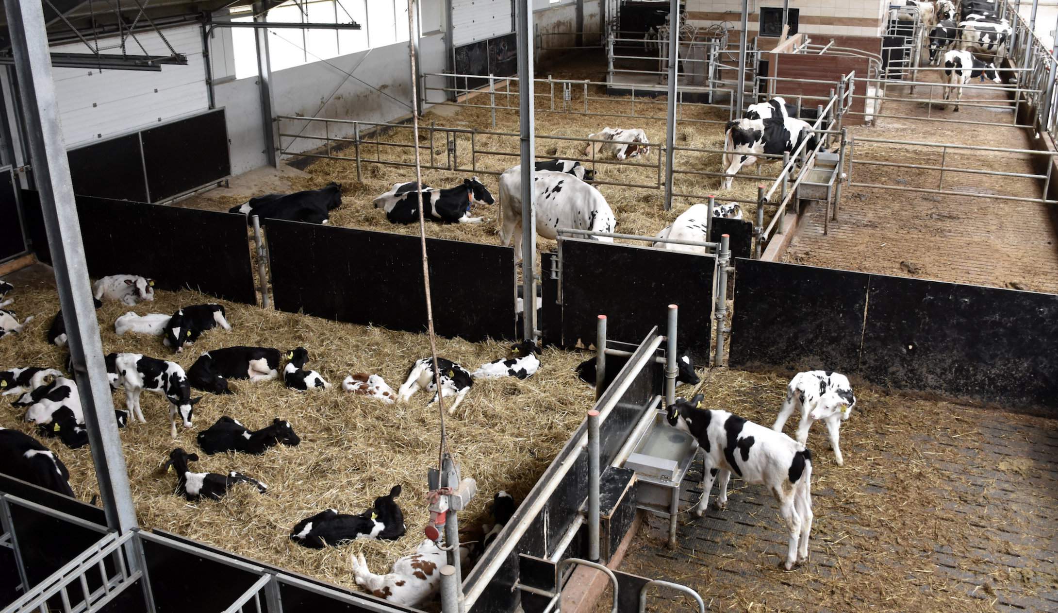 Widok na oborę z góry, na pierwszym planie stacja odpajania cieląt, potem porodówka na głębokiej ściółce i wreszcie część z robotem udojowym, po drugiej stronie stołu paszowego znajduje się drugi robot oraz część dla krów zasuszonych i jałówek cielnych 