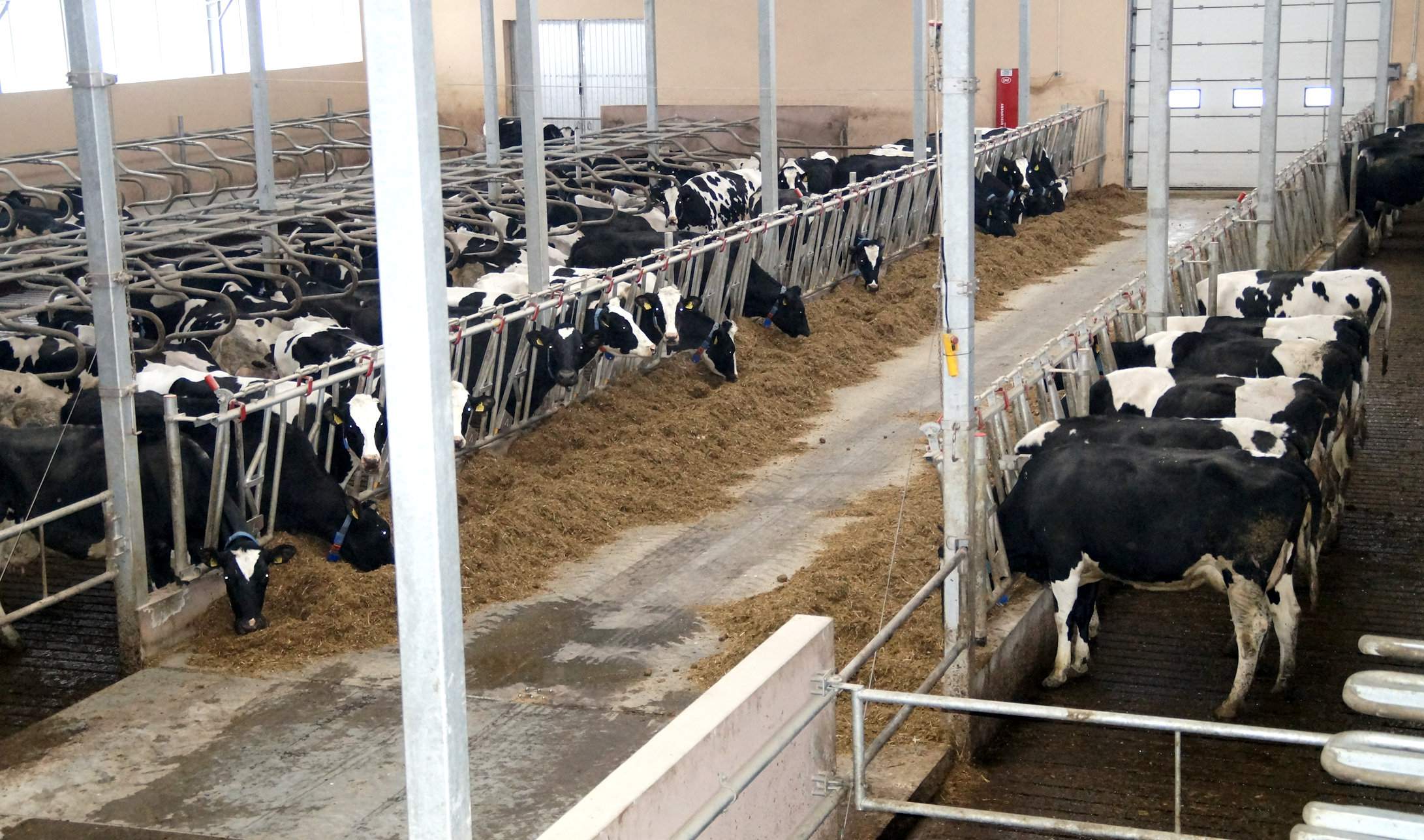 Widok z góry (z biura) na oborę o wysokości 9,5 m w kalenicy