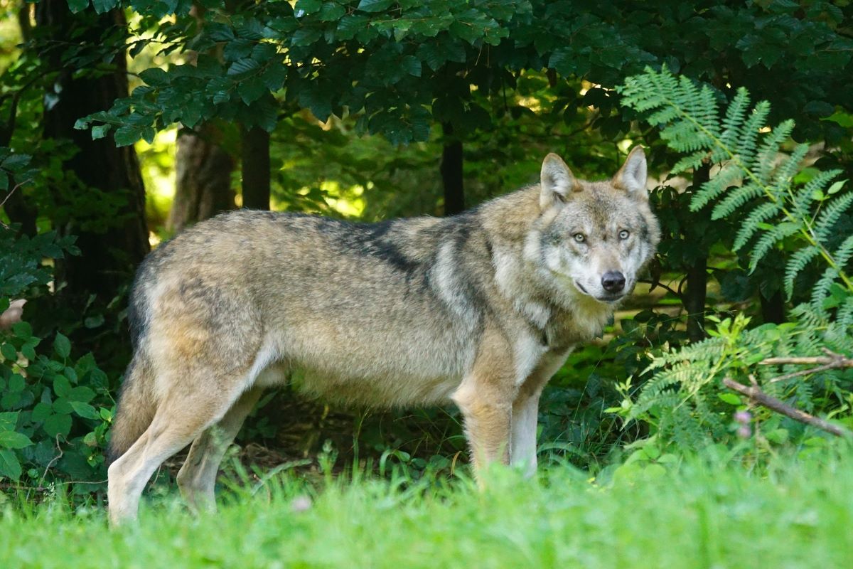 Rosnąca populacja wilków jest pozytywnym zjawiskiem z punktu widzenia redukcji liczby dzików, ale z drugiej strony może być zagrożeniem dla człowieka