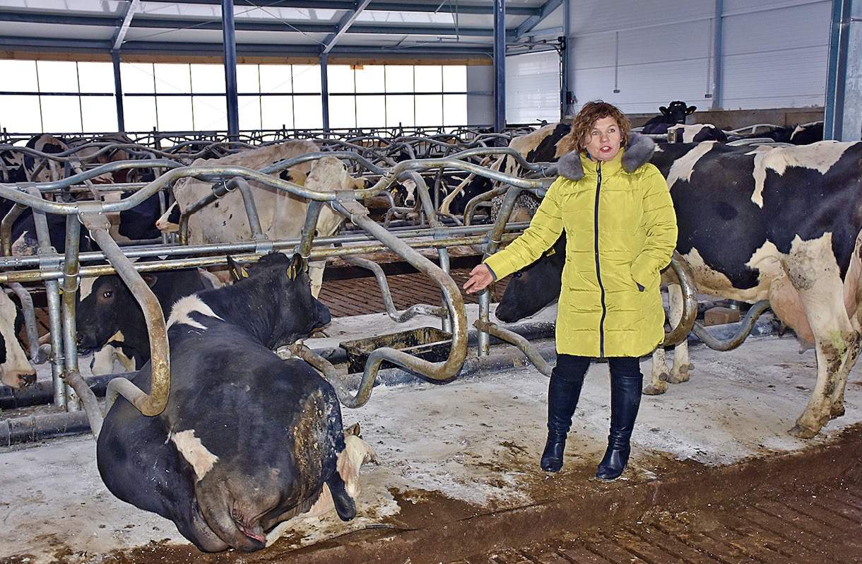 Agata Koc sama zaprezentowała jak pod naciskiem uginają się materace wodne, na których odpoczywają ich krowy