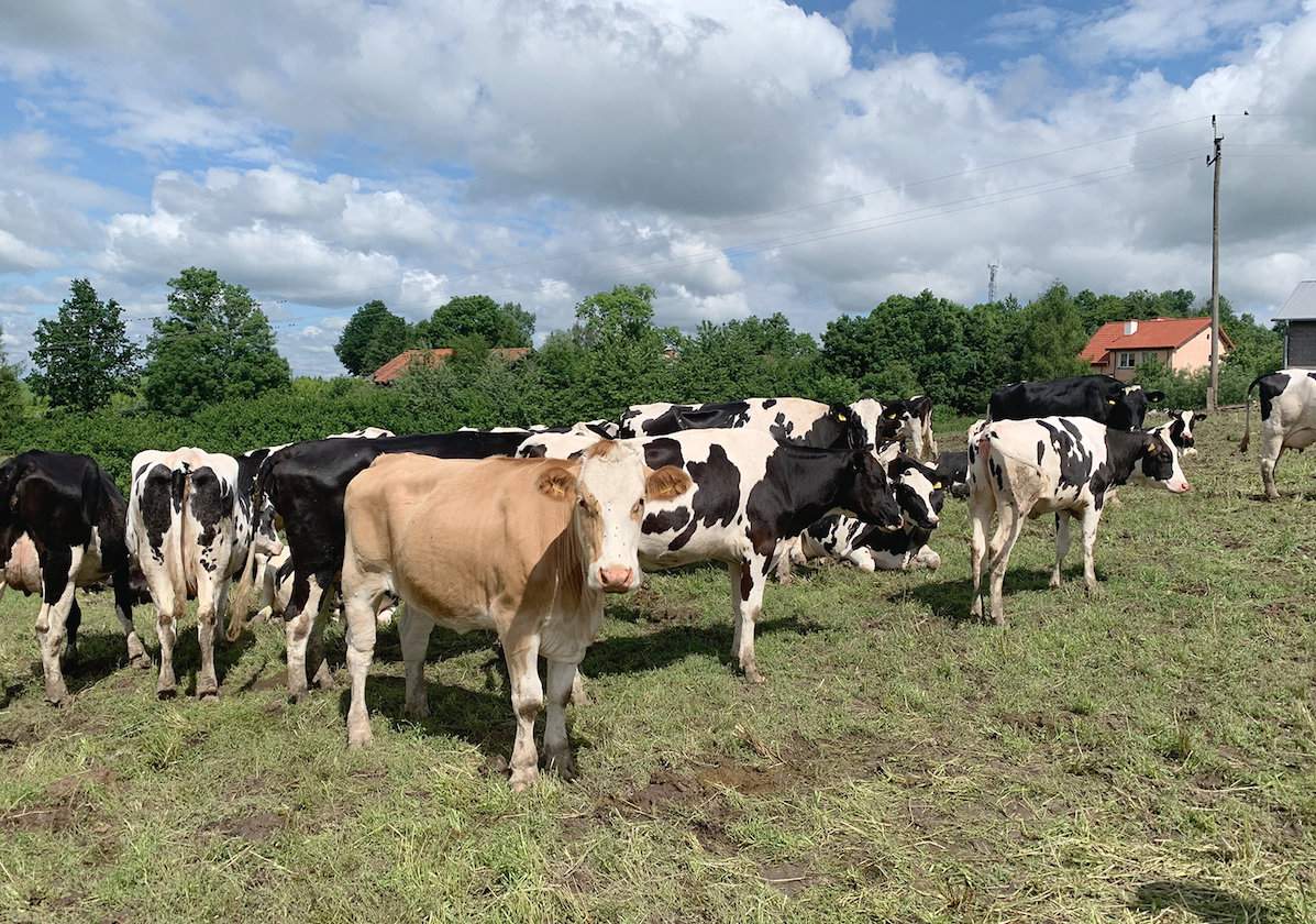 Przy oborze znajduje się przestronny, całoroczny wybieg 