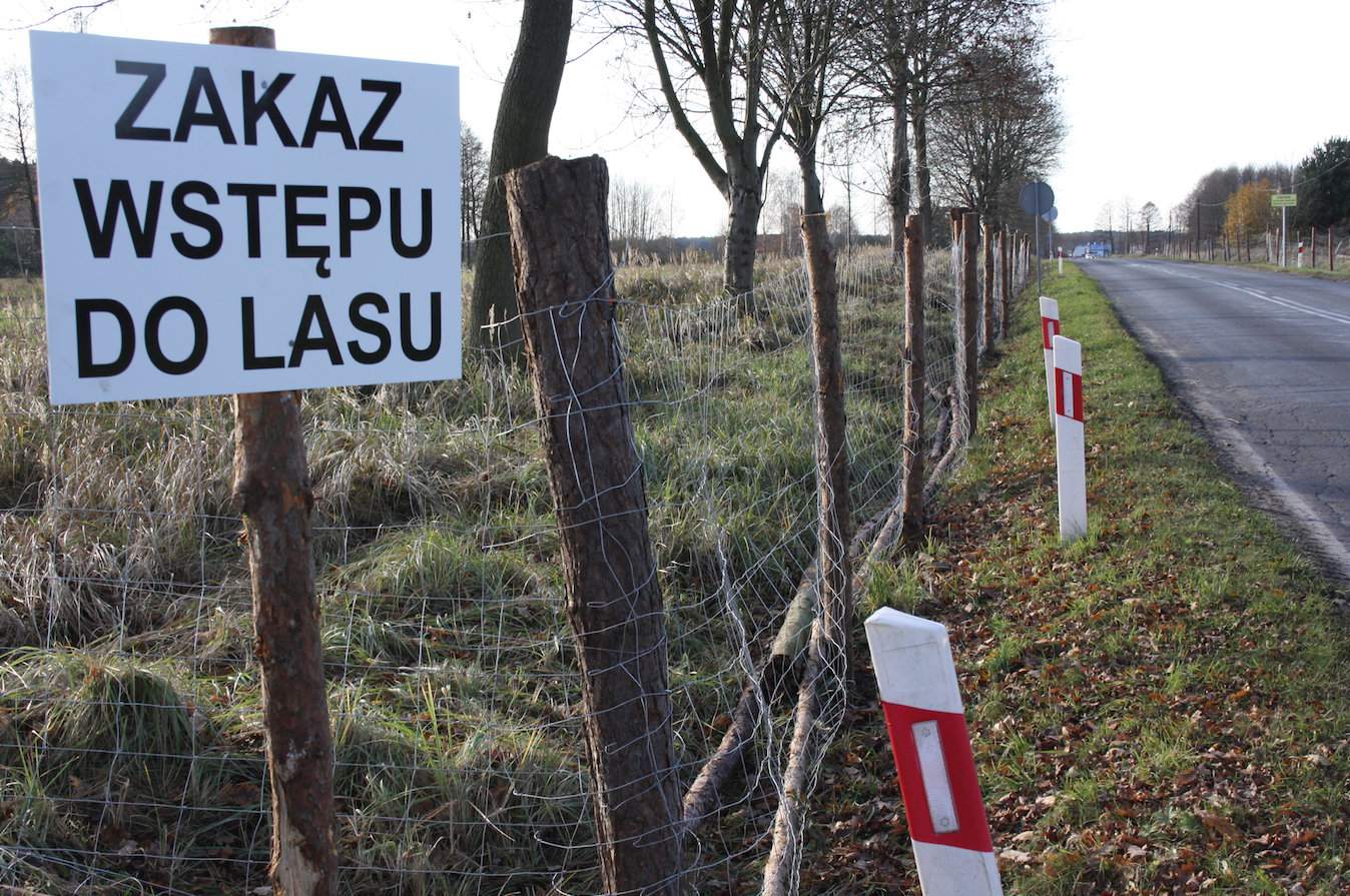 Po wystąpieniu przypadków ASF u dzików w Lubuskiem strefę zagrożoną w ciągu kilku dni ogrodzono  i zakazano do niej wstępu