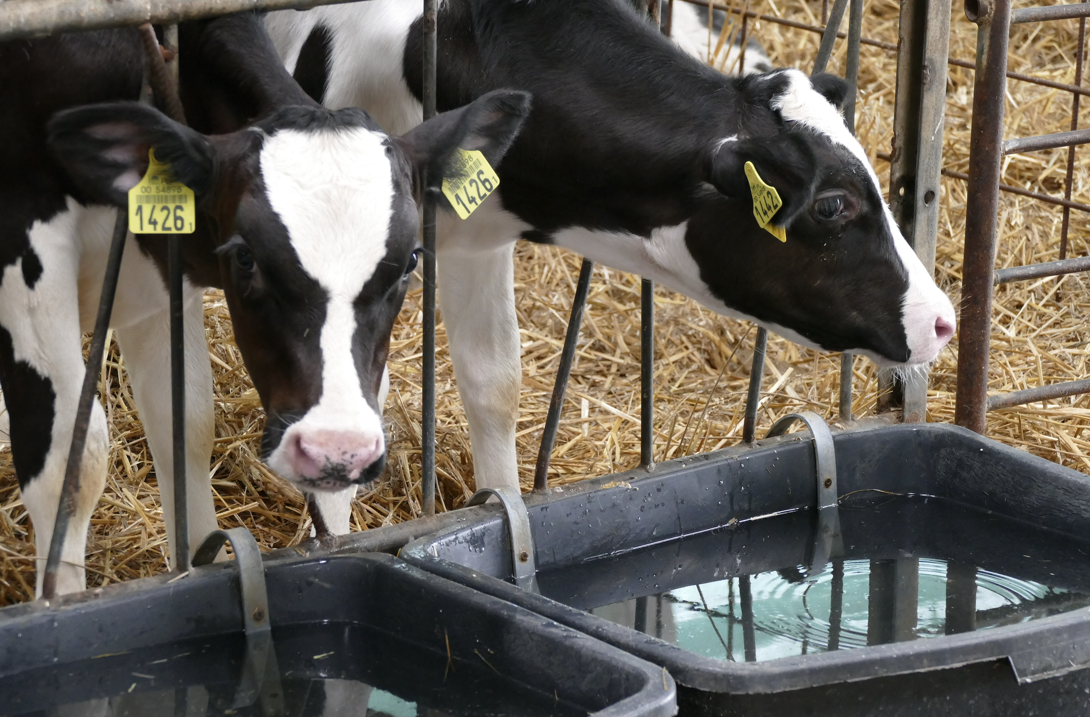 Zalecanym elementem profilaktyki schorzeń układu oddechowego cieląt jest szczepienie krów lub jałówek, które pozwala na zmniejszenie przypadków schorzenia w pierwszych 3 miesiącach życia cieląt