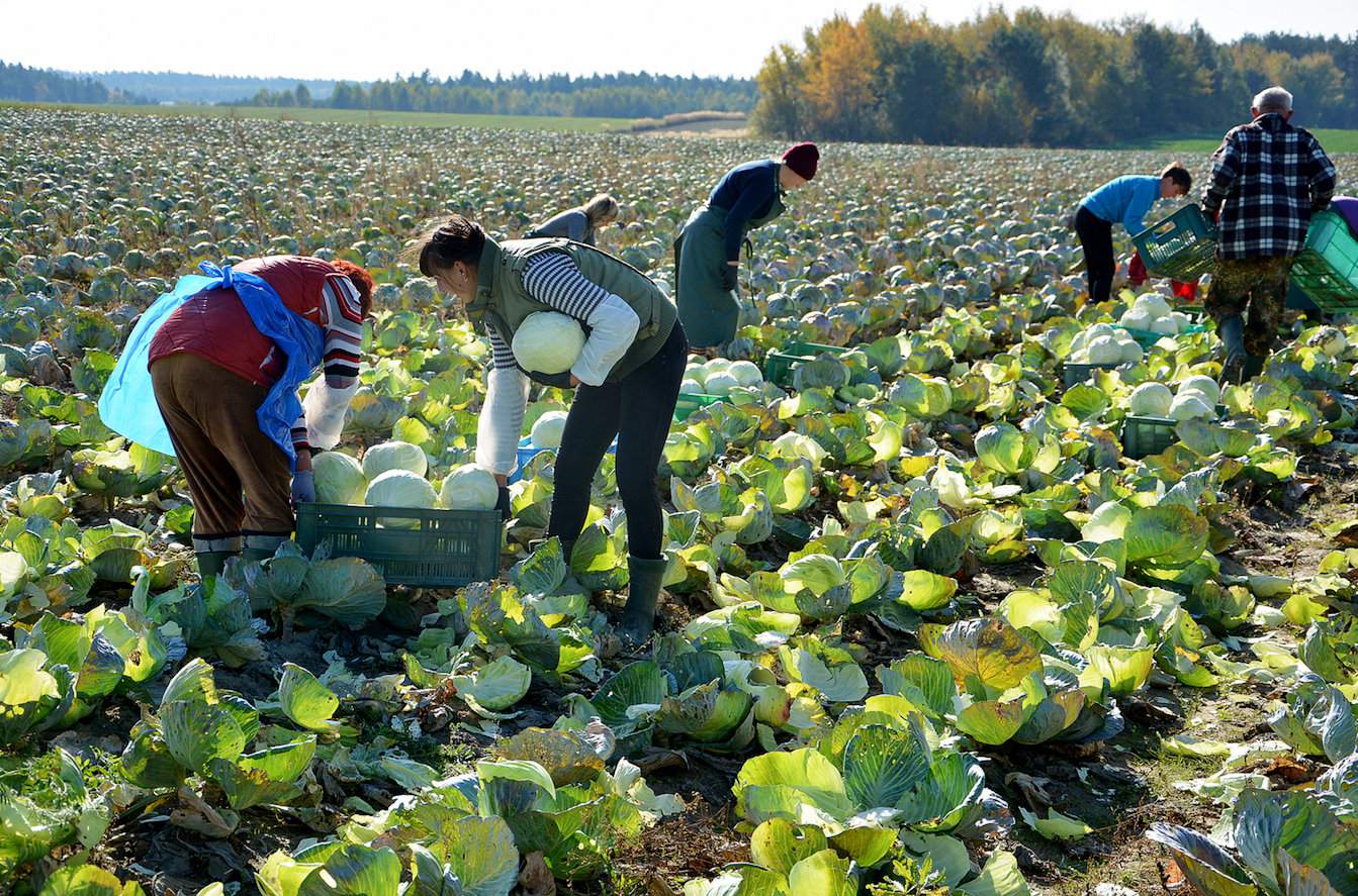 Zbiór kapusty na stanowisku po kozłku lekarskim wykopanym wiosną. – Osiągamy plon w wysokości 50–60 ton z ha – mówi Mateusz Umiński