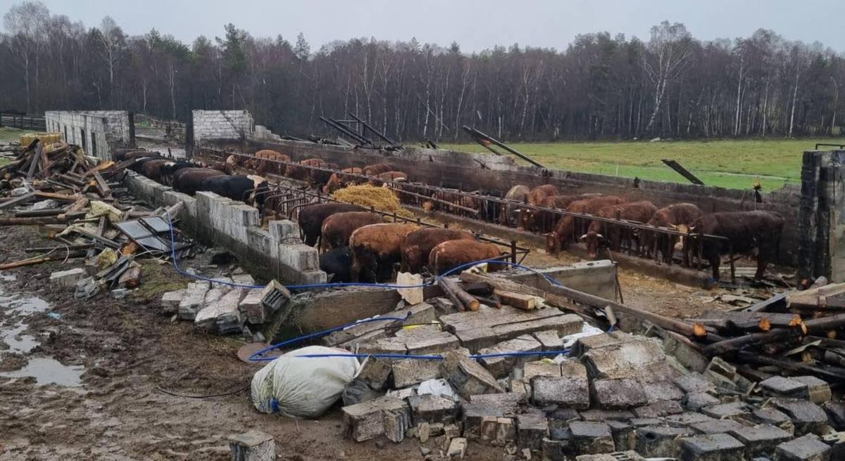 Podmuch wiatru zniszczył część ogromnego kurnika w Rajsku pod Opatówkiem oraz obory pod Mławą