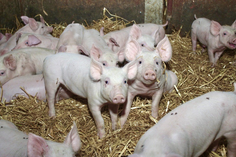 Odsadzane prosięta doświadczają stresu związanego ze zmianą paszy, odłączeniem od matki, mieszaniem różnych miotów oraz przemieszczaniem do innych warunków utrzymania