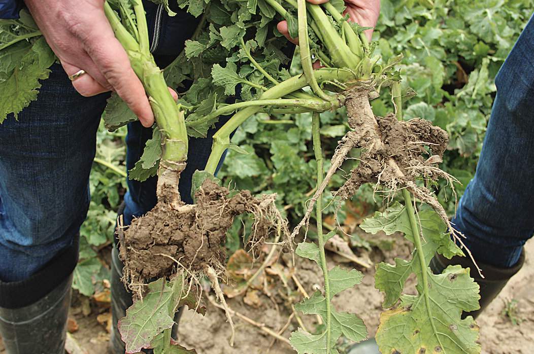 W Pągowie są testowane plantacje pod kątem wpływu na nie fungicydu i regulatora wzrostu Caryx 240 SL. Tam gdzie został zastosowany widoczne są różnice w pokroju roślin, wyniosłości stożka wzrostu oraz w wyniesieniu szyjki korzeniowej. Rośliny na poletku kontrolnym są bardziej wyrośnięte. Caryx zaś wpłynął na ilość rozgałęzień bocznych oraz budowę szyjki korzeniowej i jej osadzenie