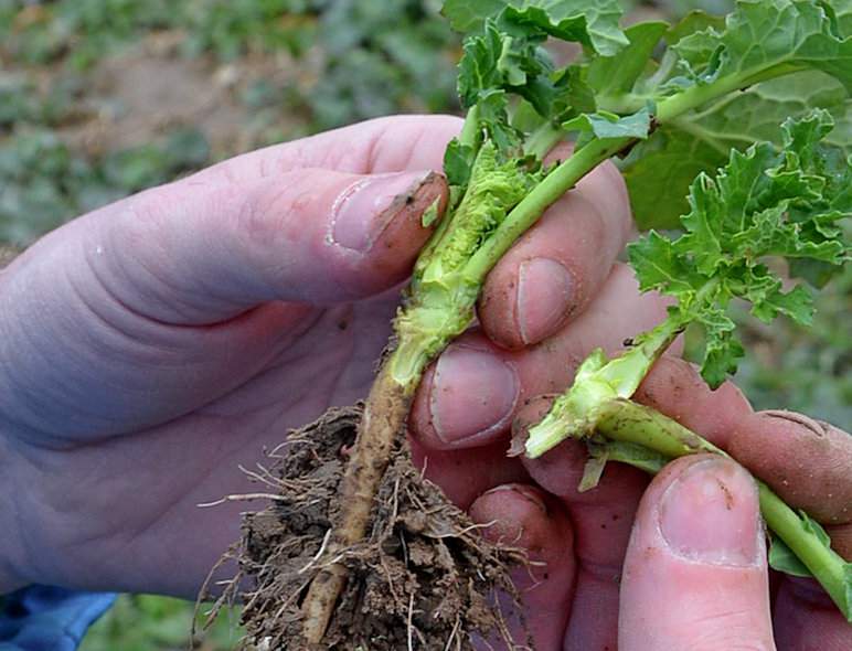 Piotr Dębiński demonstruje pokrój rzepaku po przecięciu: – Jest zdrowy, dobrze przezimował – podkreśla plantator