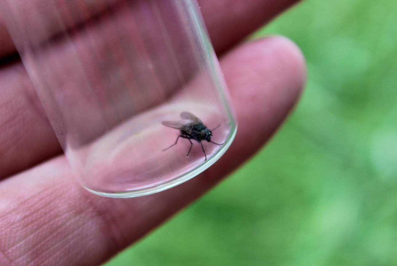 Śmietka kapuściana przypomina muchę, ale jest od niej mniejsza 