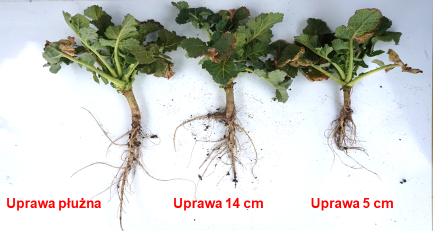 Różnice w pokroju i rozwoju systemu korzeniowego rzepaku przy analizowanych na platformie odporności chwastów różnych sposobach uprawy gleby – Infopole Syngenta 5 kwiecień 2022